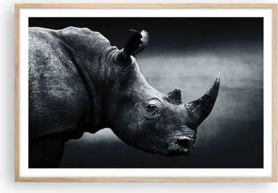 Produktbild von Gerahmtes Poster - Rahmen in heller Eiche - Nashorn Schwarzweiß Porträt - 91,5x61 cm - Wand Bild - Wanddeko - Wandbilder - Wandposter - Bilderrahmen - Bilder - Kunstdruck - Wandbild - P2NAA91x61-4347