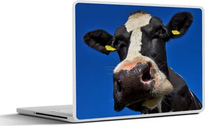 Produktbild von MuchoWow® Laptop Aufkleber Sticker Cover Kuh - Blau - Nase - Tiere 32.5x23.5 cm - Sticker für Laptop - Selbstklebend