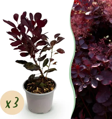 Immagine prodotto di Cotinus coggyria Lilla - Viola 3 piante - Decidua - Bassa manutenzione - 25-35cm - Ø12cm - Pianta da giardino