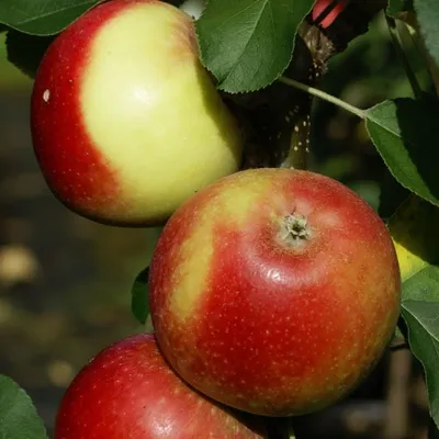 Produktbild von Säulenapfel Campanilo ® Quattro Ⓢ Apfel schorfresistent 60-80 cm groß im 5 Liter Topf Unterlage M7