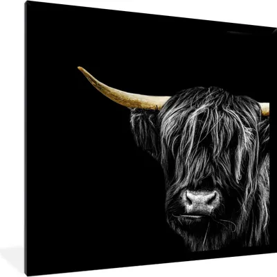 Produktbild von MuchoWow® MuchoWow® Gerahmtes Poster Schottisches Hochlandrind - Goldene Hörner 40x40 cm - Poster mit zchwarzem Bilderrahmen - Mit Rahmen - Wanddekoration Schlafzimmer