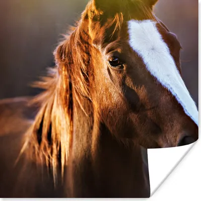 Produktbild von MuchoWow® Poster Pferd - Licht - Mantel 75x75 cm - Wand Dekoration