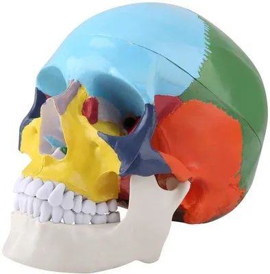 Produktbild von Anatomisches Kunststoffmodell - Drei-teiliges - Abnehmbares Kinn - Medizinisches Lehrmodell - Farbkennzeichnungskarte