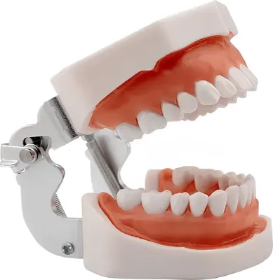 Image de Modèle de mâchoire humaine dentaire RESTEQ avec dents amovibles, 28 dents