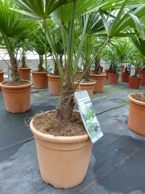 Produktbild von Hanfpalme "M" Palme Trachycarpus fortunei winterhart,