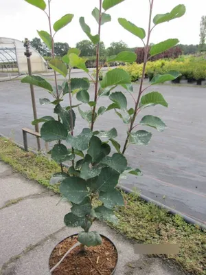 Produktbild von Amelanchier alnifolia Smoky - Felsenbirne Smoky - 80-100