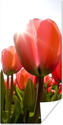Produktbild von MuchoWow® Poster Blumen - Tulpen - Sonne 20x40 cm - Plakat - Foto