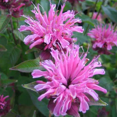 Produktbild von 6 x Indianernessel - Monarda 'Twins' | Topf 9cm x 9cm
