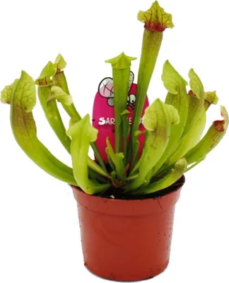 Immagine prodotto di Pianta tubolare - Sarracenia "Fiona" - Pianta carnivora - Vaso da 9 cm