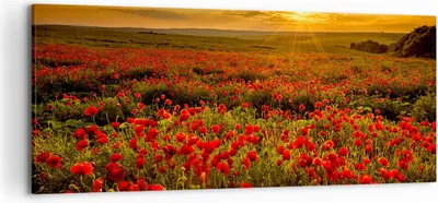 Produktbild von Bild auf Leinwand - Leinwandbild - Mohn Blume Wiese - 120x50cm - Wand Bild - Wanddeko - Wandbilder - Leinwanddruck - Bilder - Kunstdruck - Wanddekoration - Leinwand bilder - Wandkunst - AB120x50-3643