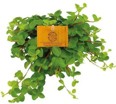 Immagine prodotto di Peperomia rotundifolia - Pianta da appartamento - Ø11cm Ø15cm - Pianta verde