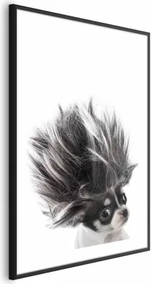 Produktbild von Posterpapier Poster - Chihuahua 60x90 cm Für Kinder g-B-0099-ao-a