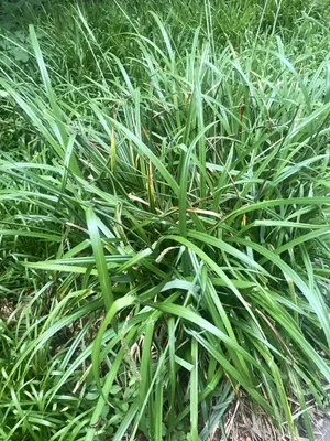 Zdjęcie produktu dla 6 x Carex pendula - turzyca zwisła w doniczce 9x9 cm
