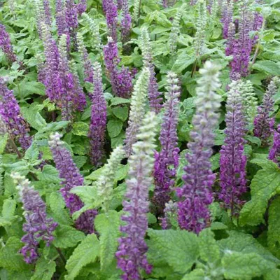 Obrázok produktu pre 6 x trpasličí gamander  - Teucrium chamaedrys 'Nanum'  | Kvetináč 9 cm x 9 cm