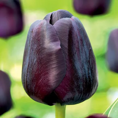 Zdjęcie produktu dla Tulipan Triumph Black Jack 5 szt. Tulipany Cebulki Tulipanów Cebule
