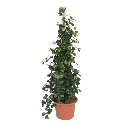 Zdjęcie produktu dla Figa karłowata - Ficus Trinova Pyramid - 240cm - ø50cm