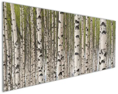 Produktbild von Wallario Küchenrückwand aus Glas, Größe: 125 x 50 cm, Motiv: Birkenwald - Baumstämme in schwarz weiß | Spritzschutz | abwischbar | pflegeleicht | in