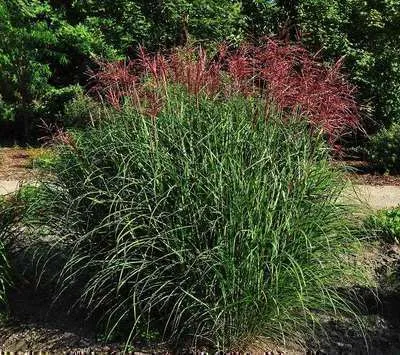 Produktbild von 6 x  Miscanthus sin. 'Ferner Osten' - Zebraschilfgras - Topf 9 x 9 cm