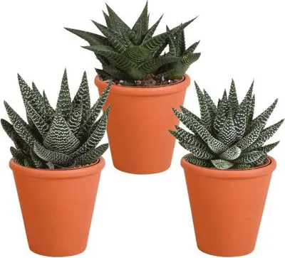 Produktbild von Sukkulenten Mix Gasteria Haworthia 3 Pflanzen Ø8,5cm im Terrakotta-Topf