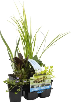Zdjęcie produktu dla Bloomique – zestaw 6 roślin oczyszczających do oczek wodnych – Acorus, Carex, Hippuris, Iris, Sparganium, Typha – strefa oczek wodnych 1 i 2 – wysokość 15–25 cm – doniczka 9 cm
