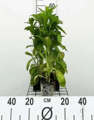 Immagine prodotto di 6 x Lobelia siph. 'Alba' - Lobelia bianca blu - vaso 9 x 9 cm
