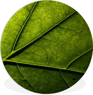 Produktbild von MuchoWow® Rundes Wandbild - Runde Bilder Nahaufnahme eines Blattes Ø 30 cm Kreis Wanddekoration Kunststoff - Wandkreis - Wandschmuck - Schlafzimmer - Bilder - Der Kreis - Kunst für die Wohnung - Plastik - Kunstdruck - Wandbild