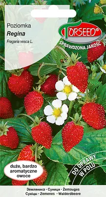 Produktbild von Samen von Regina Erdbeere 0,2g - Torseed