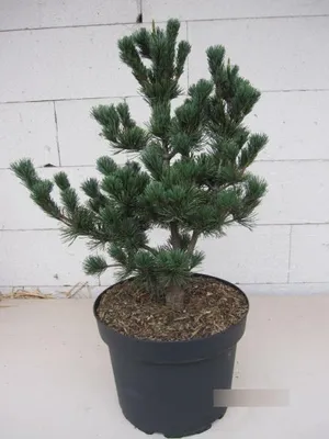 Produktbild von Pinus parviflora Floppy Joe - Japanische Mädchen-Kiefer 40-50