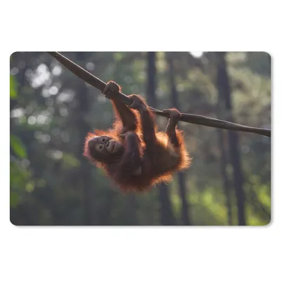 Produktbild von MuchoWow® Schreibtischunterlage Junger Orang-Utan hängt an einem Ast 60x40 cm - XXL Mauspad - Großes Mauspad