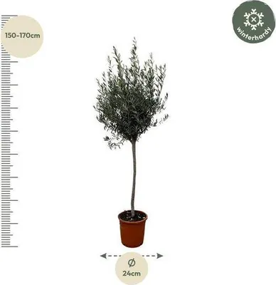 Obrázok produktu pre Olivovník Olea Europaea, 160 cm, Ø 24 cm, stredomorská rastlina v kvetináči so striebrozelenými