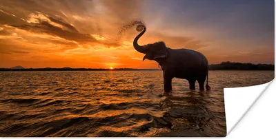 Produktbild von MuchoWow® Poster Elefant - Meer - Tiere - Sonnenuntergang - Orange 40x20 cm - Poster für die Wand - Poster Schlafzimmer