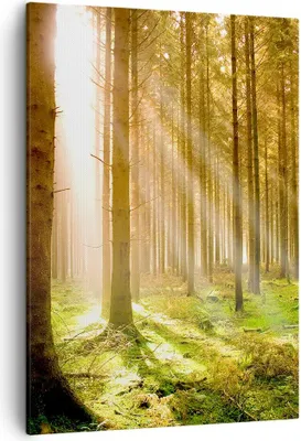 Produktbild von Bild auf Leinwand - Leinwandbild - Einteilig - Bäume Sonne Natur - 50x70cm - Wand Bild - Wanddeko - Wandbilder - Leinwanddruck - Kunstdruck - Wanddekoration - Leinwand bilder - Wandbild - PA50x70-0156
