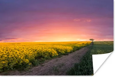 Produktbild von MuchoWow® Poster Blumen - Straße - Himmel - Gelb - Lila - Sonnenuntergang - Natur 60x40 cm - Schlafzimmerdekoration