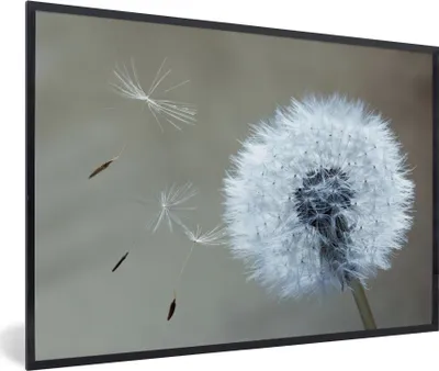 Produktbild von MuchoWow® Gerahmtes Poster Löwenzahn - Blume - Pflanze 90x60 cm - Poster mit Schwarzem Bilderrahmen Wandposter Rahmen Foto Bilder - Fotorahmen - Foto-Plakat