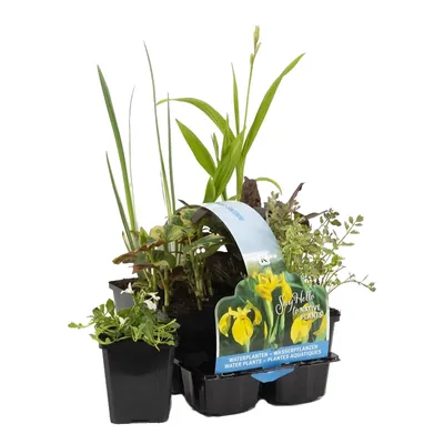Produktbild von Bloomique - 6er Set - Heimische Teichpflanzen - Wasserpflanzen Miniteich - Zone 1 & 2 - Winterhart - Höhe 15-25 cm - Topf 9 cm
