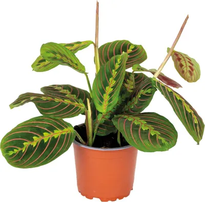 Zdjęcie produktu dla Bloomique - Maranta Tricolor - Roślina modlitewna - Roślina wisząca - Rośliny doniczkowe - Oczyszczająca powietrze - Przyjazna dla zwierząt - Wysokość 10-20 cm - Doniczka 12 cm