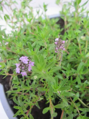 Produktbild von Thymian Orangenteppich - Thymus x pulegloides