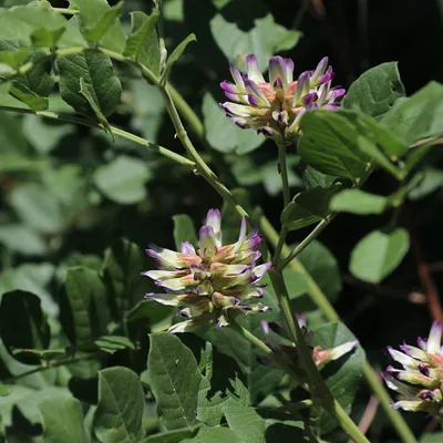 Obrázek produktu pro Čínská lékořice (Glycyrrhiza uralensis)  – 10 semen