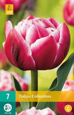 Obrázok produktu pre Tulipán Columbus (7 kusov) | Žiarovky tulipánov od spoločnosti Jub Holland, Obrázok generovaný UI