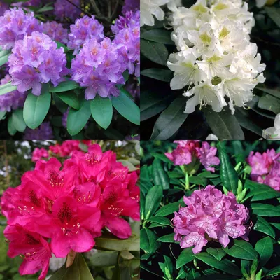 Produktbild von Rhododendron Hybr. 30-40 cm Alpenrose Frühlingsblüher verschiedene Sorten , Rhododendron:Roseum Elegans