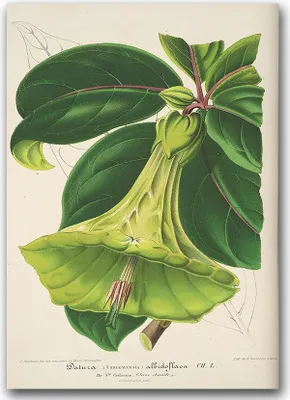 Produktbild von Poster - Canvas - Leinwand - 59,4 cm x 84,1 cm - Fotoposter - Leinwandkunst - 1957 Teufels Blumen-Blumen Trompeten