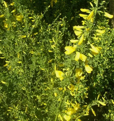 Immagine prodotto di Ginestra Cytisus scoparius 'Yellow Spark' Ginestra 60 - 80 cm