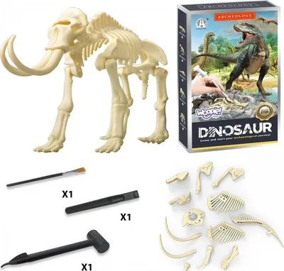 Produktbild von Woopie Kreativspielzeug: Dinosaurierskelett