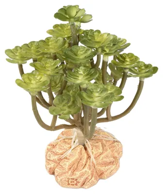 Productafbeelding van Terra Della Woestijnplant Aeonium groen | terrarium kunstplant met harsvoet | 14 cm