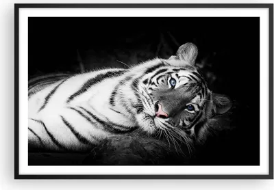Produktbild von Gerahmtes Poster - Schwarzer Rahmen - Weiß Tiger Schwarz und Weiß - 91,5x61 cm - Wand Bild - Wanddeko - Wandbilder - Wandposter - Bilderrahmen - Bilder - Kunstdruck - Wandbild - P2BAA91x61-4247
