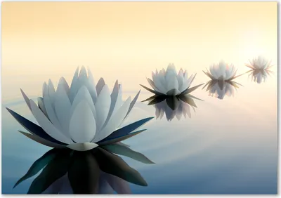 Produktbild von Tulup® Glas-Bild - 100 x 70 - Wandbild aus Glas - Wandkunst - Wandbild hinter gehärtetem Sicherheitsglas - Blumen & Pflanzen - Lotusblumen - Weiß