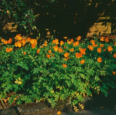 Produktbild von Meconopsis cambrica 'Aurantiaca', Gelber Scheinmohn, ca. 9x9 cm Topf