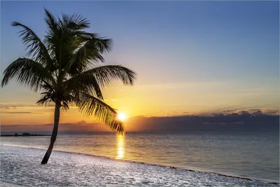 Produktbild von Wallario Premium Vliestapete Fototapete Palme am Strand - Sonnenuntergang über dem Meer in der Größe 400 x 267 cm, extra dick, wird in 5 Teilen geliefert