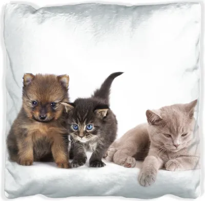 Produktbild von Wallario Premium Kissen, weiche Oberfläche, mit Motiv Hundewelpen und Katzenjunge, Größe: 30 x 30 cm, mit weißer Rückseite