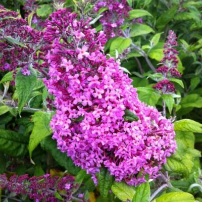 Obrázok produktu pre 2 x  letný budleja  - Buddleja davidii 'Pink Delight'  | 40-60 cm v kontajneri